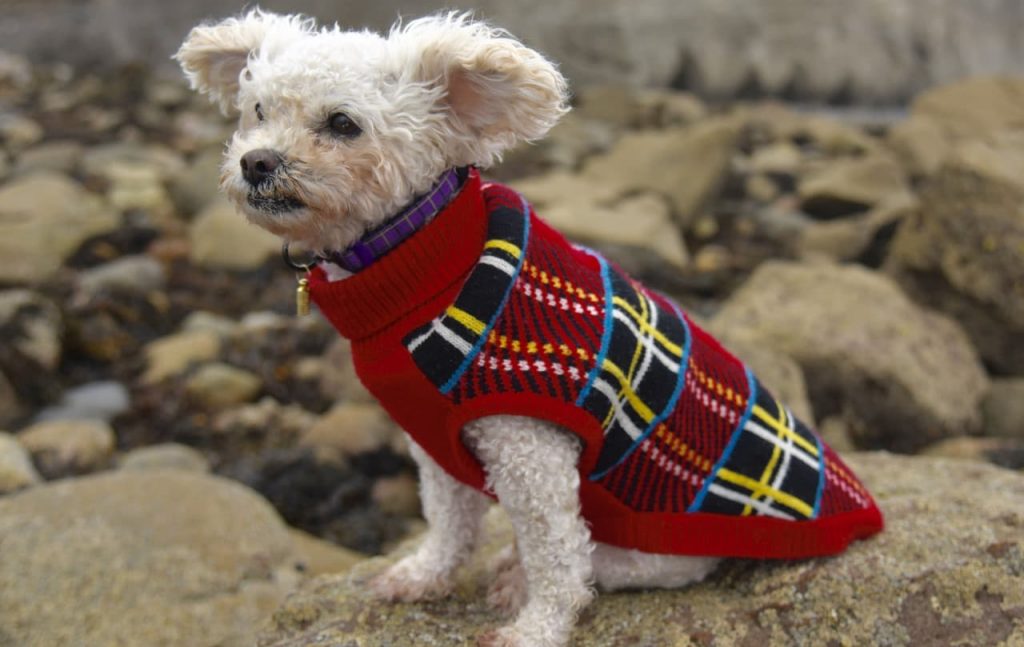 lisa-chalfa-celebrant-dog-sitting-on-rocks-at-a-beach