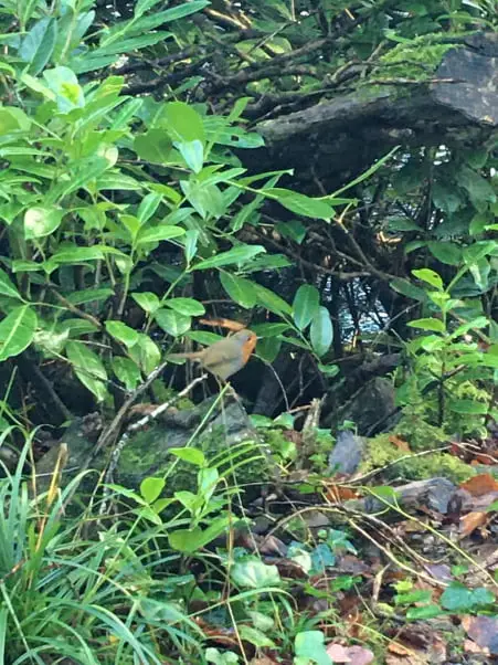 Lisa-chalfa-celebrant-a-robin-in-a-tree